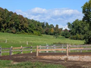 Cow Spa