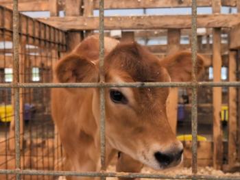 Cow Spa