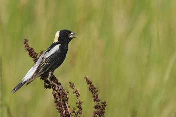The bubbling song of bobolinks was a common sound across much of Maine, including the Boothbay Penninsula many decades ago when agriculture was more prevalent. Photo by Paul Danese, courtesy of Wikimedia Commons. 