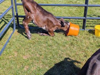 Cow Spa