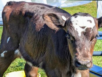 Cow Spa
