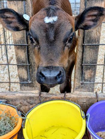 Cow Spa
