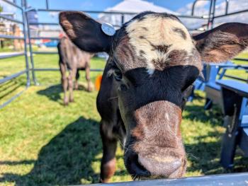 Cow Spa