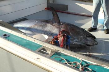 The  914-pound tuna. STEVE EDWARDS/Boothbay Register