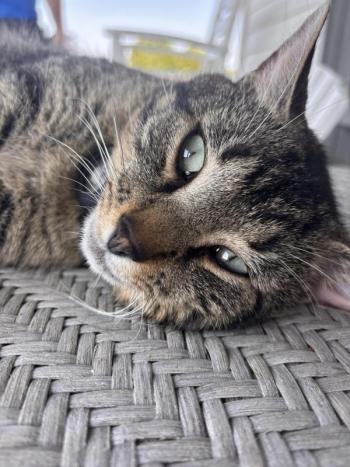 Tiger, aka "Little Man." Courtesy photo