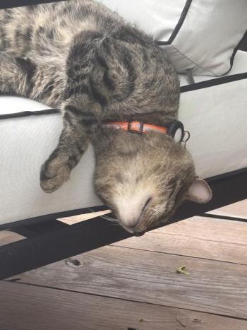 Tiger, aka "Little Man." Courtesy photo