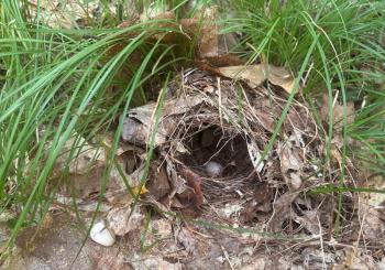 An ovenbird nest tucked discreetly into the leaf litter on the new property. These ground-nesting songbirds depend on large, undisturbed mature forests with thick leaf litter. Courtesy of Coastal Rivers