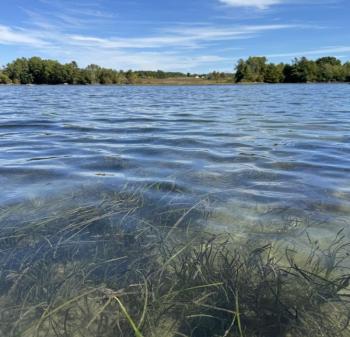 Beds of eelgrass wave gently in the current in Great Salt Bay. This humble plant plays an outsized role in storing carbon, reducing storm surge, and creating nursery habitat for fish and shellfish. Courtesy of Coastal Rivers