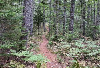 The River~Link Trail passes through a forested wildlife corridor stretching several miles from Newcastle into Boothbay. Courtesy of Coastal Rivers
