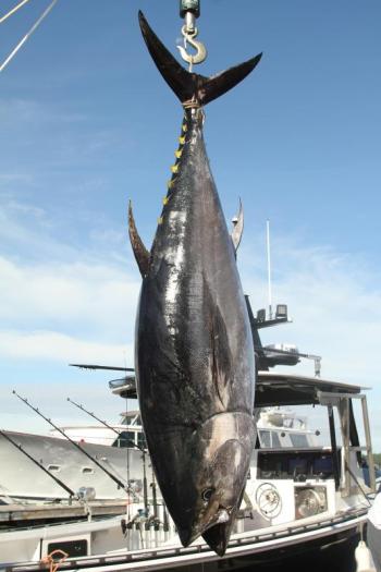 Dark Horse's 574-pound tuna. STEVE EDWARDS/Boothbay Register