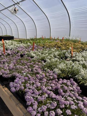 Home gardeners and aspiring growers can learn more about greenhouse technology and lighting at an upcoming UMaine Extension workshop held at the Coastal Maine Botanical Gardens in Boothbay on Oct. 17. Courtesy of University of Maine Cooperative Extension