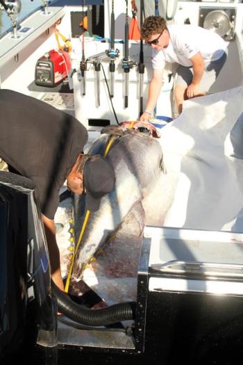 Measuring a tuna's length. STEVE EDWARDS/Boothbay Register