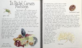 The Naturalist’s Sketchbook with artist and author Laurel Dodge begins Thursday, Oct. 8, at Wiscasset Middle High School. Courtesy photo