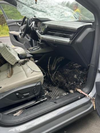 This turkey crashed through this car's windshield on Sept. 3. Courtesy of Mark Sullivan