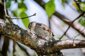 University of Maine Cooperative Extension is hosting a 10-session, online backyard birding course where youth ages 10-14 will learn to identify common backyard birds and develop observation and documentation skills. Courtesy of University of Maine.