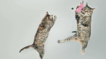 "CatVideoFest 2026" opens Friday, Oct. 16 at the Harbor Theater. Courtesy of the venue