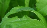 A cabbage worm feeding on mustard greens. Melinda Myers photo