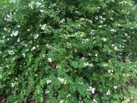 Multiflora rose (Rosa multiflora). Courtesy of Louisa Crane