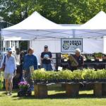 Summer weather greeted shoppers at Boothbay Farmers' Market June 4. ISABELLE CURTIS/Boothbay Register