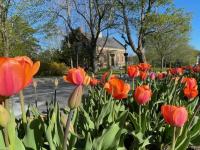 Hundreds of Tulips Create a Carpet of Color at the Camden Traffic Island