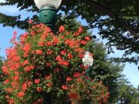 Historic Lamppost Baskets