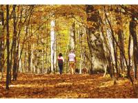 Fall Walk Photo from Metro