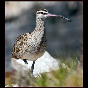 A whimbrel. One of these birds was recently tracked on its southern migration and made it through Hurricane Isaac. Courtesy of Kirk Rogers A whimbrel. One of these birds was recently tracked on its southern migration and made it through Hurricane Isaac. Courtesy of Kirk Rogers