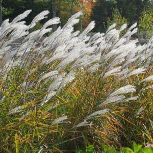 Ornamental grasses add beauty and drama to the landscape, no matter what the season. Courtesy of Barbara Freeman Ornamental grasses add beauty and drama to the landscape, no matter what the season. Courtesy of Barbara Freeman, Coastal Maine Botanical Gardens, Boothbay