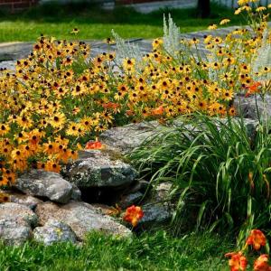 Flowers. Courtesy of Robert Mitchell