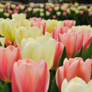 The deadline for ordering the varieties of bulbs that spring to life each year at Coastal Maine Botanical Gardens has been extended to mid-September. Courtesy of William Cullina The deadline for ordering the varieties of bulbs that spring to life each year at Coastal Maine Botanical Gardens has been extended to mid-September. Courtesy of William Cullina