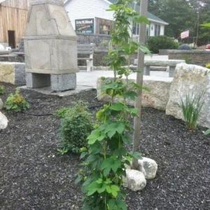 One of the several hops vines growing in the region this summer. This one is at E.M. Wood Construction Co. on wire trellis fabricated by Mid-Coast Machine. One of the several hops vines growing in the region this summer. This one is at E.M. Wood Construction Co. on wire trellis fabricated by Mid-Coast Machine.