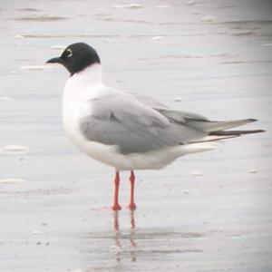 A Bonaparte's gull sports his breeding plumage in Kennebunkport in 2005. Courtesy of Jeffrey and Allison Wells A Bonaparte's gull sports his breeding plumage in Kennebunkport in 2005. Courtesy of Jeffrey and Allison Wells