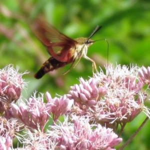 A hummingbird moth (probably Hemaris thysbe) visits some flowers at Green Point Wildlife Management Area in Dresden. Courtesy of Jeffrey Wells A hummingbird moth (probably Hemaris thysbe) visits some flowers at Green Point Wildlife Management Area in Dresden. Courtesy of Jeffrey Wells