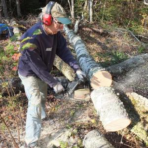 Fowle bucks up a birch tree on Southport with a chainsaw he said he salvaged from the scrap pile at the Boothbay Transfer Station. RYAN LEIGHTON/Boothbay Register