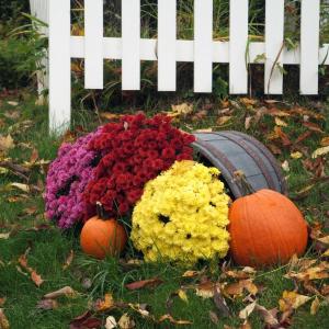 Mums will flower until the first hard frost hits. GARY DOW/Wiscasset Newspaper Mums will flower until the first hard frost hits. GARY DOW/Wiscasset Newspaper