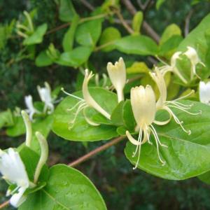 Lonicera Japonica, a form of honeysuckle, is on the invasive plant "hit list." Find out why in the first of two multi-day horticulture classes at Coastal Maine Botanical Gardens this month. The second class is a comprehensive workshop on woody native plants. Courtesy of William Cullina Lonicera Japonica, a form of honeysuckle, is on the invasive plant "hit list." Find out why in the first of two multi-day horticulture classes at Coastal Maine Botanical Gardens this month. The second class is a comprehensive workshop on woody native plants. Courtesy of William Cullina