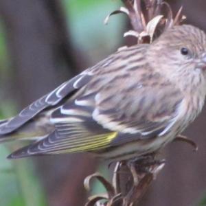 Pine siskin. Courtesy of Jeffrey Wells Pine siskin. Courtesy of Jeffrey Wells