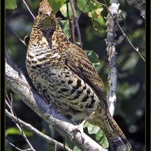 Ruffed grouse. Courtesy of Kirk Rogers Ruffed grouse. Courtesy of Kirk Rogers