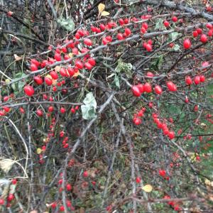 Winterberry. ALEX TOY/Boothbay Register Winterberry. ALEX TOY/Boothbay Register