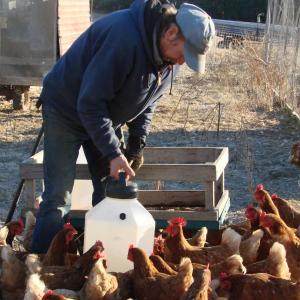 Rob Johanson waters the chickens. SUSAN JOHNS/Wiscasset Newspaper 