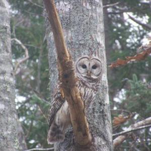 A barred owl in East Boothbay. Courtesy of Allison Barter