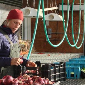 Jan Goranson sorts through vegetables grown on the Dresden land her parents first grew crops on a half-century ago. SUSAN JOHNS/Wiscasset Newspaper 