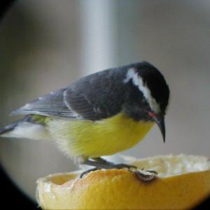 A Bananaquit. Courtesy of Kirk Rogers.