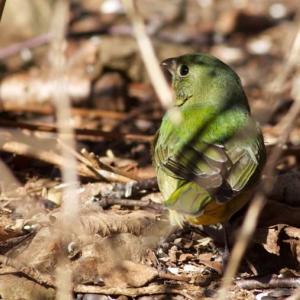 Painted bunting. Courtesy of Jeff Wells
