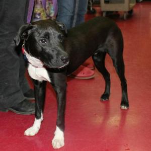 Coda, a well-mannered lab mix, is the only dog who wasn't adopted February 23