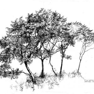 This drawing of a grove of staghorn sumac is by Dick Rauh, who is associated with the New York Botanical Garden and will teach a week-long workshop at Coastal Maine Botanical Gardens during this year of Trees, Timbers and Traditions. This drawing of a grove of staghorn sumac is by Dick Rauh, who is associated with the New York Botanical Garden and will teach a week-long workshop at Coastal Maine Botanical Gardens during this year of Trees, Timbers and Traditions.