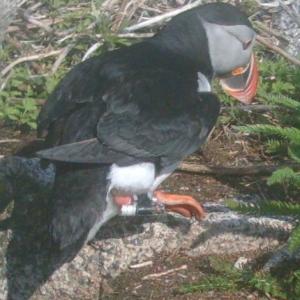 Puffin wearing a geolocator. Courtesy of Stephen W. Kress