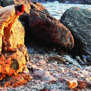 Waldman and the seal survey each other. Courtesy of Sue Goodrich