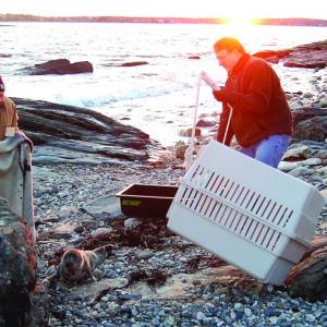 Waldman, left, tries to coax the seal into a crate with a blanket with the help of a volunteer. Courtesy of Sue Goodrich