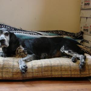 This senior dog, victim of a hit-and-run in Alna the night of May 21, is being treated at Woodbrook Animal Clinic in Wiscasset. SUSAN JOHNS/Wiscasset Newspaper